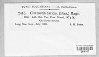 Anthracoidea caricis image